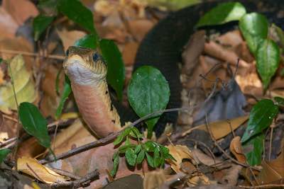 Madagascar hognose snake